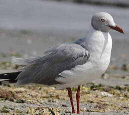 Mouette à tête grise