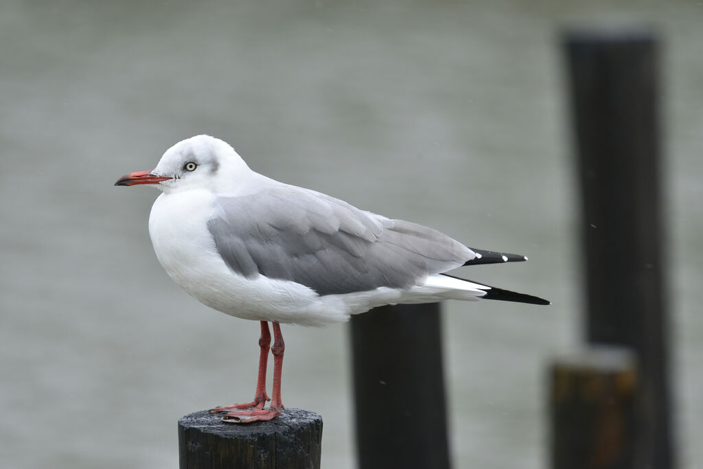 Mouette à tête grise