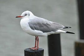 Grey-headed Gull