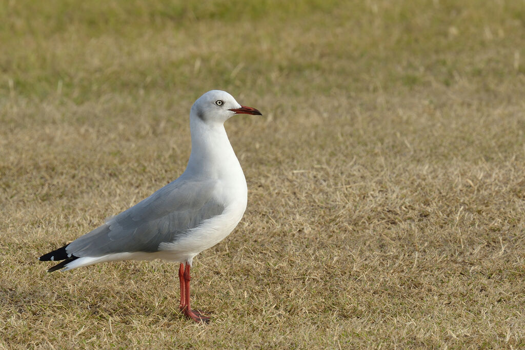 Grey-headed Gulladult