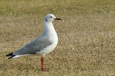 Mouette à tête grise