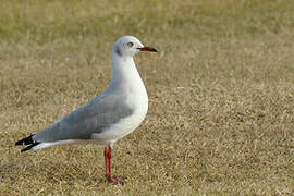 Grey-headed Gull