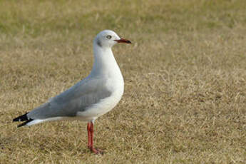 Mouette à tête grise