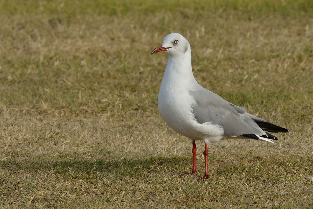 Mouette à tête griseadulte