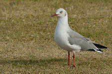 Mouette à tête grise