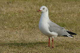 Grey-headed Gull