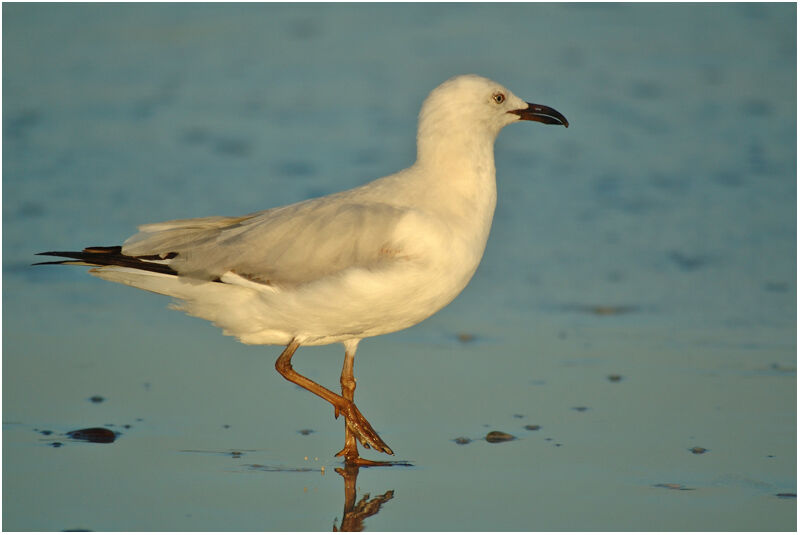 Mouette argentéesubadulte