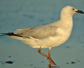 Mouette argentée