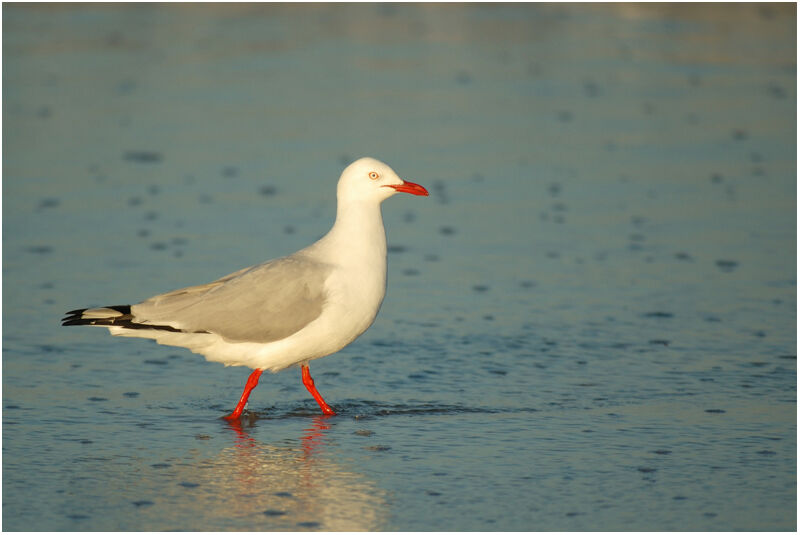 Mouette argentéeadulte