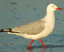 Mouette argentée