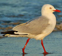 Mouette argentée