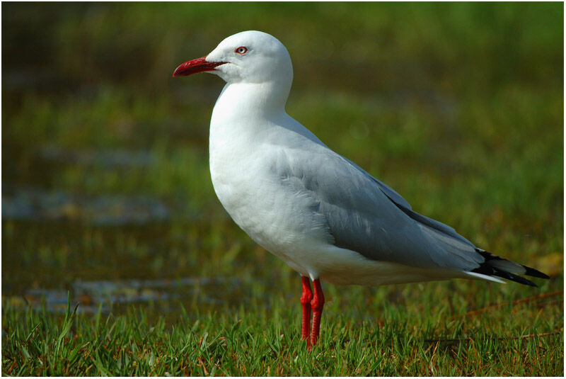 Mouette argentéeadulte