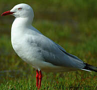 Mouette argentée