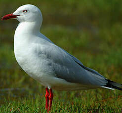 Mouette argentée