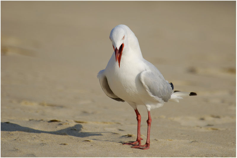 Mouette argentéeadulte