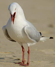 Mouette argentée