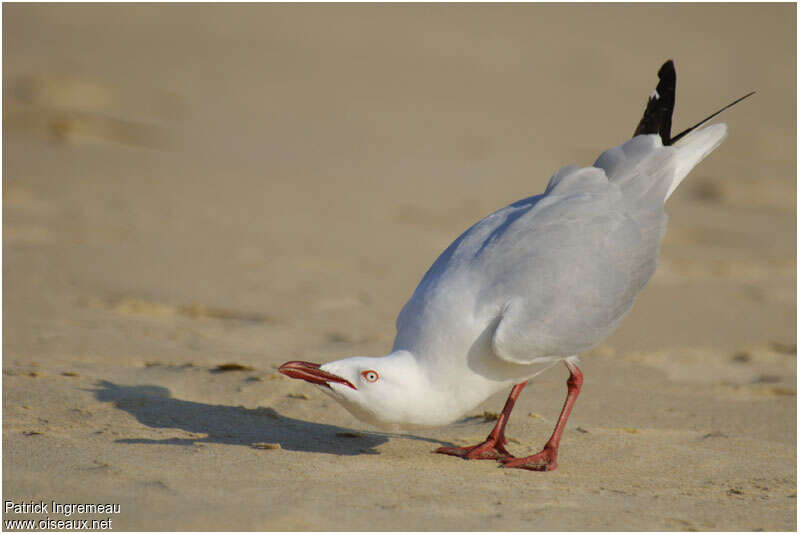 Mouette argentéeadulte, Comportement