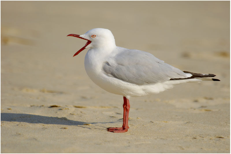 Mouette argentéeadulte