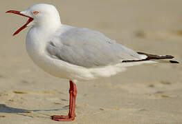 Silver Gull