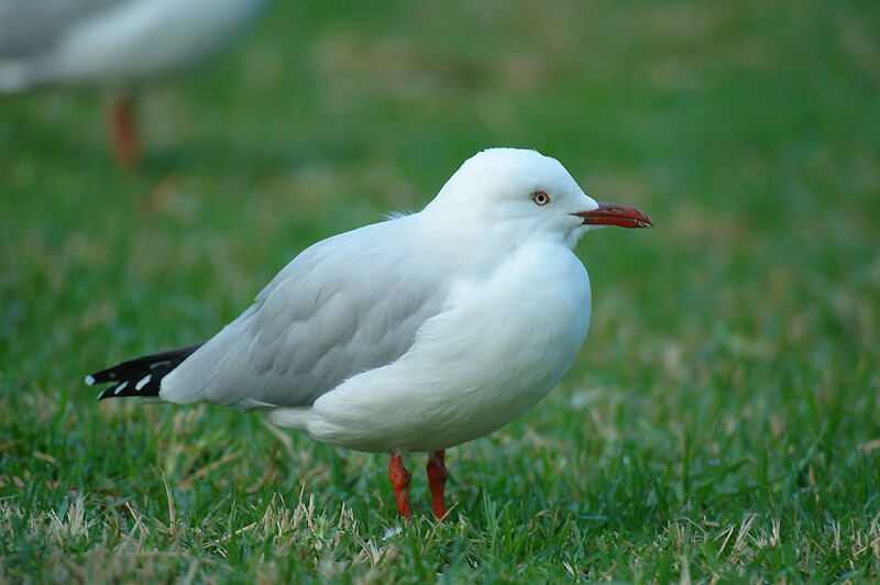 Silver Gull