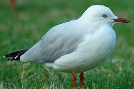 Silver Gull