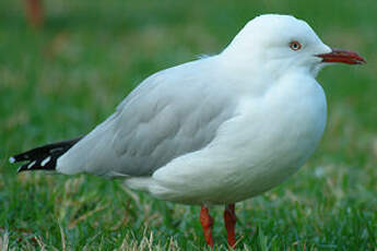 Mouette argentée