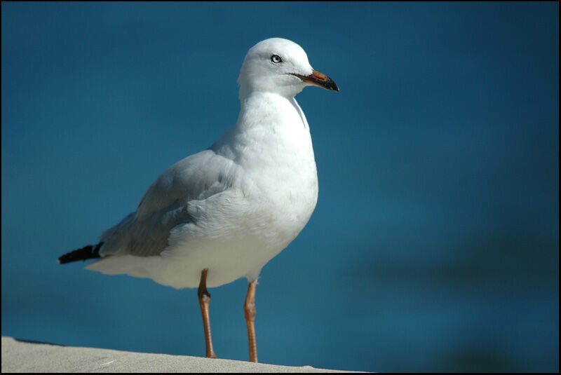 Mouette argentée1ère année