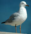 Mouette argentée