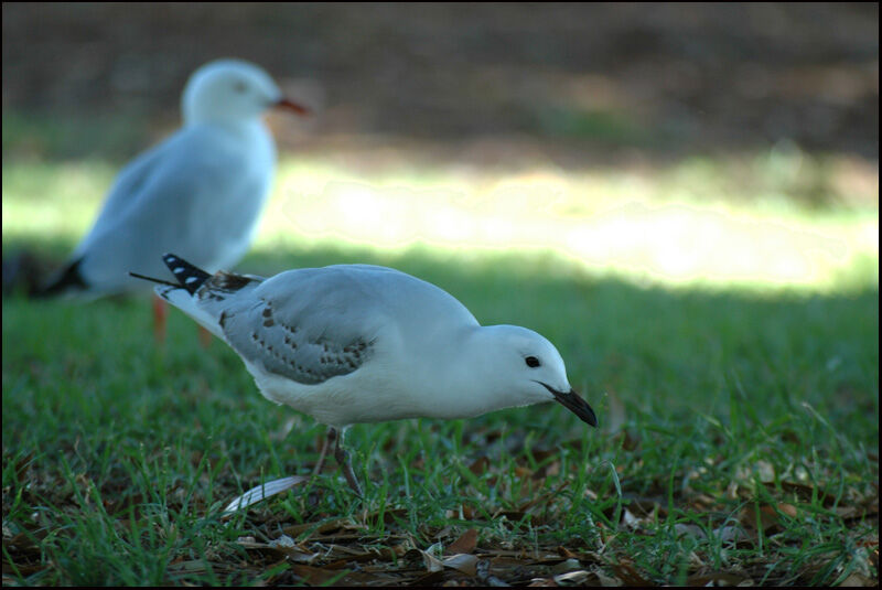 Mouette argentée1ère année