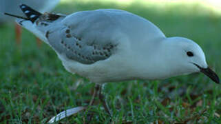 Silver Gull