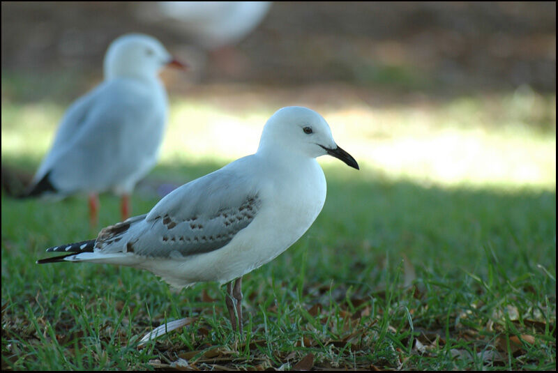 Mouette argentée1ère année