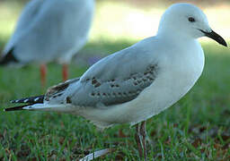 Silver Gull