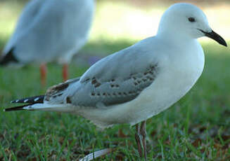 Mouette argentée