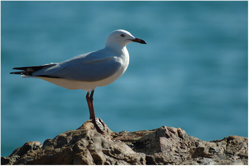 Mouette argentéeimmature