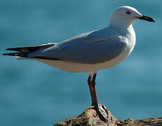 Mouette argentée