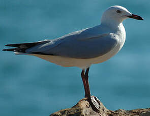 Mouette argentée