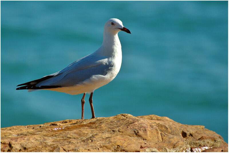 Mouette argentéeimmature