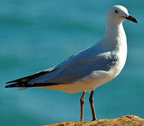 Mouette argentée