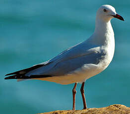 Mouette argentée