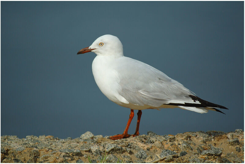 Mouette argentéeadulte