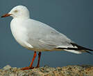 Mouette argentée