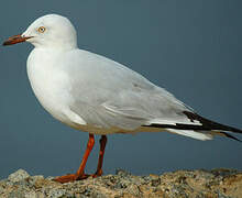 Silver Gull