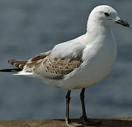 Silver Gull