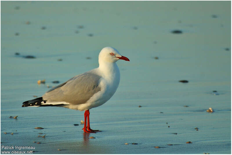 Mouette argentéeadulte, identification