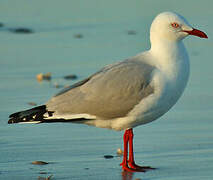 Mouette argentée