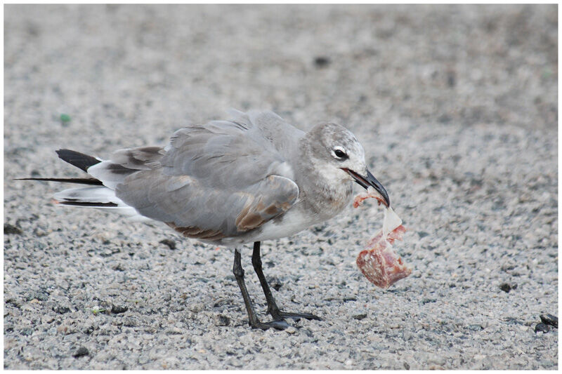 Mouette atricilleimmature