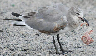 Mouette atricille