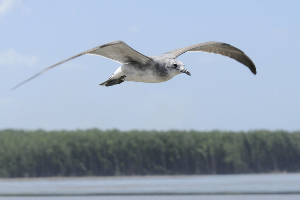 Mouette atricilleimmature