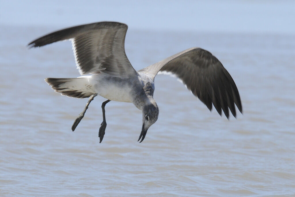 Mouette atricilleimmature