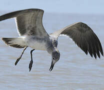 Mouette atricille